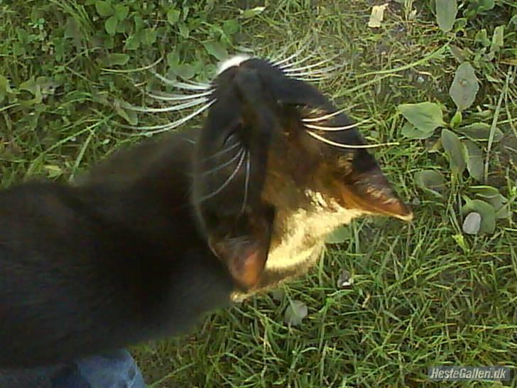 Huskat VRCL's Gucci Gerda billede 11