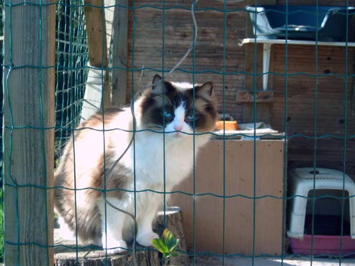 Ragdoll Adeline - Vi skal have killinger ****** billede 3