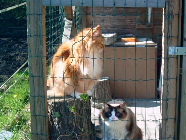 Ragdoll Adeline billede 4