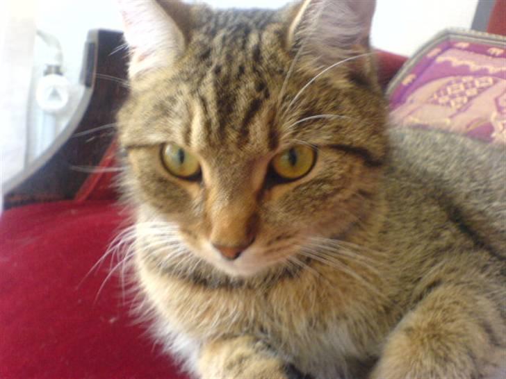 Huskat Perle - Her er den sødeste kat i hele Danmark billede 1