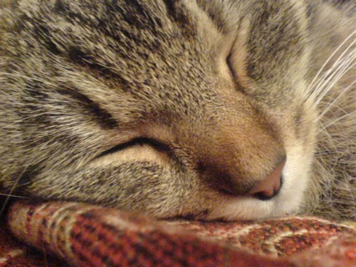 Huskat Perle - og her er Perle igen billede 2