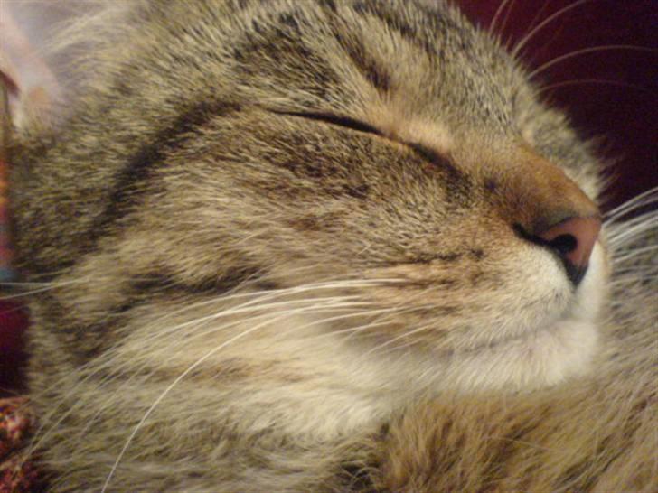 Huskat Perle - Perle der Sover IGEN billede 3