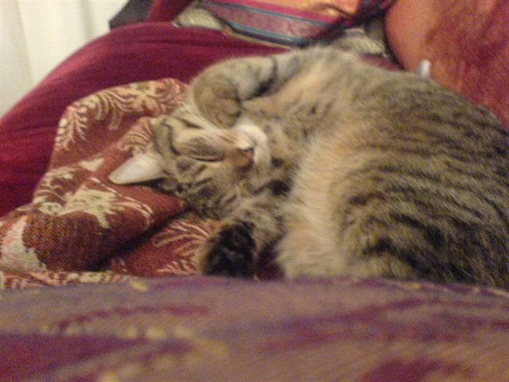 Huskat Perle - Perle der er blevet søvnig billede 4