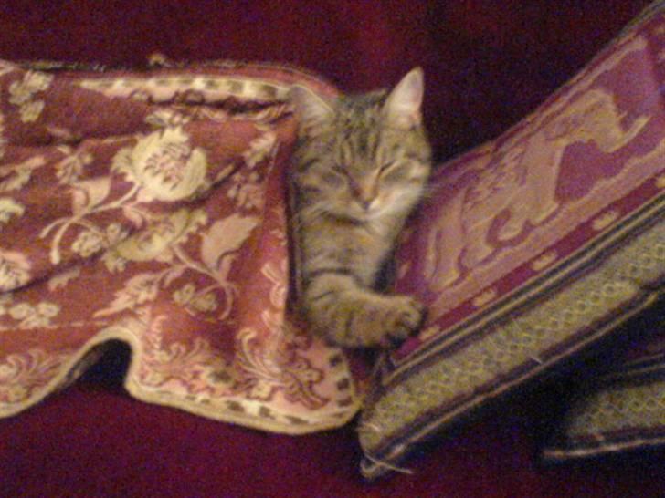 Huskat Perle - Perle der lige er vågnet billede 5