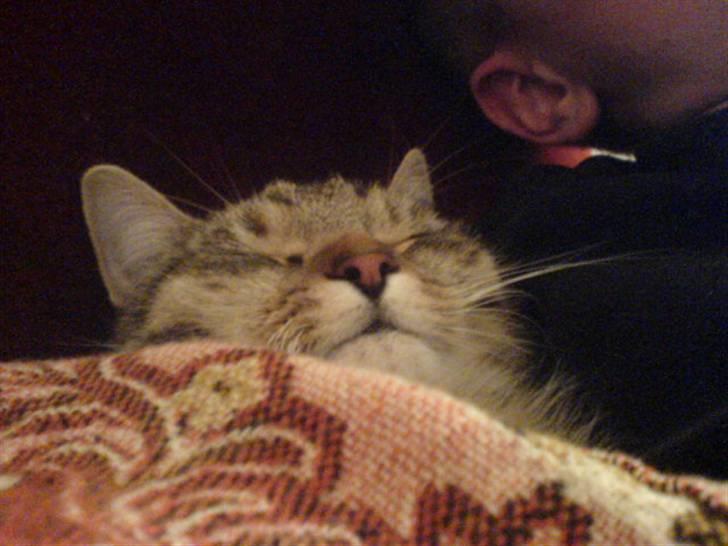 Huskat Perle - Perle der er kommet i drømmeverdnen billede 6