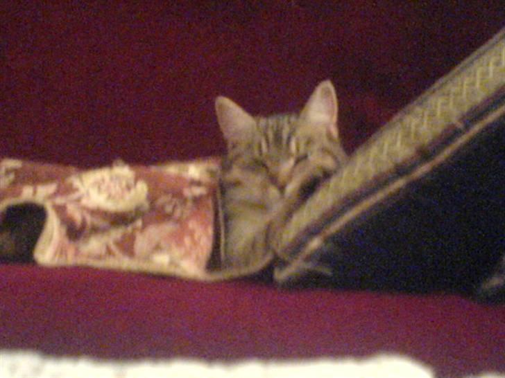 Huskat Perle - Perle der eer blevet træt billede 8