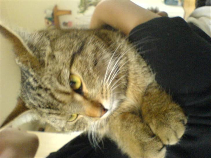 Huskat Perle - Perle der sidder hos mig billede 9