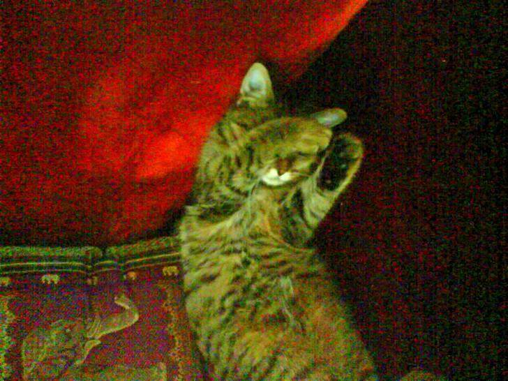 Huskat Perle - Min lille søde Perle billede 10