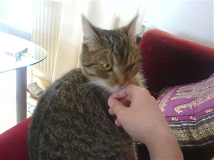 Huskat Perle - Perle der bliver Aget billede 11