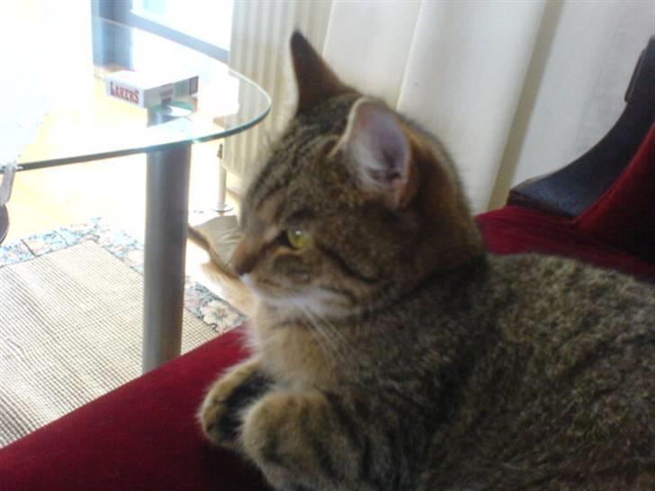 Huskat Perle - Perle der har fundet en fugl billede 12