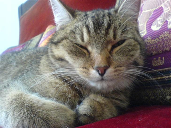 Huskat Perle - Perle der kigger på mig billede 13