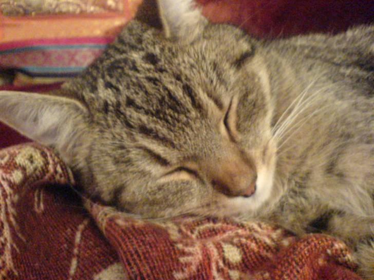 Huskat Perle - Er hun ikke bare nuser billede 15