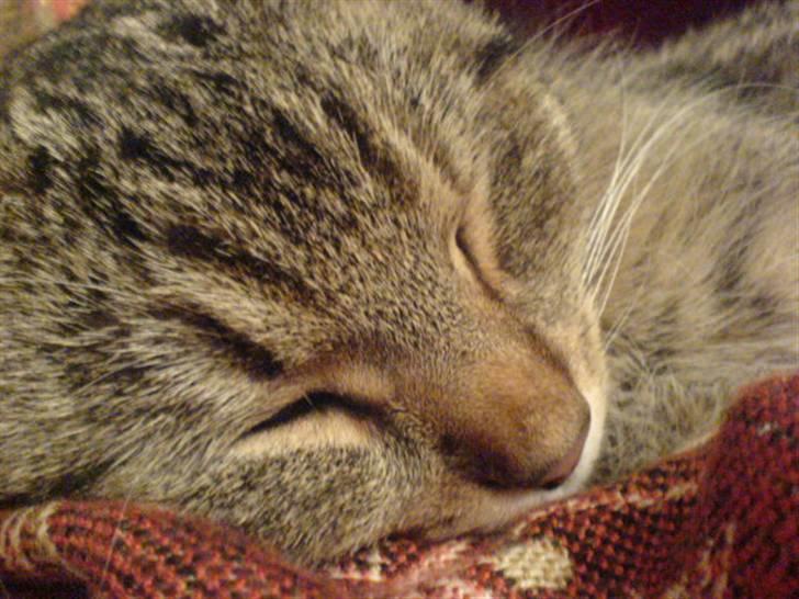 Huskat Perle - Perle der sover billede 16