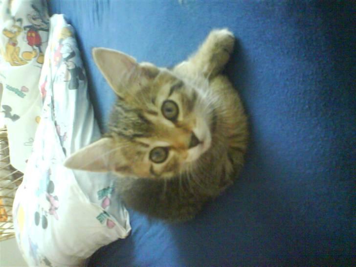 Huskat Perle - Perle da hun var killing billede 17