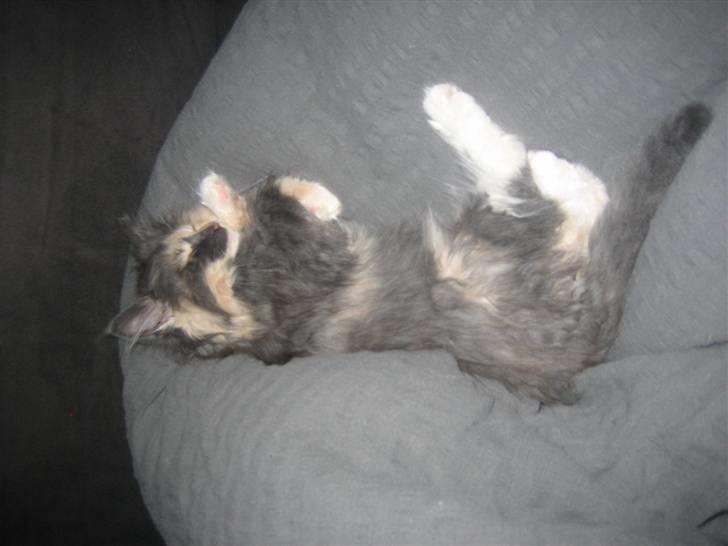 Norsk Skovkat Mini billede 12