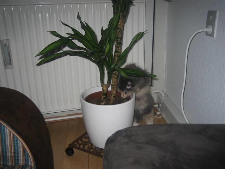 Norsk Skovkat Mini billede 13