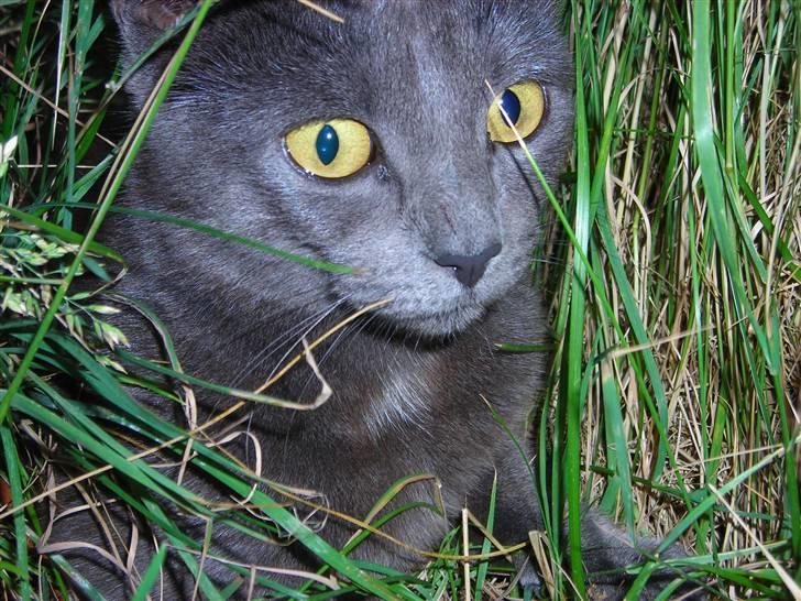 Huskat Mi  - Welkommen til Mi´s profil..<3 billede 1