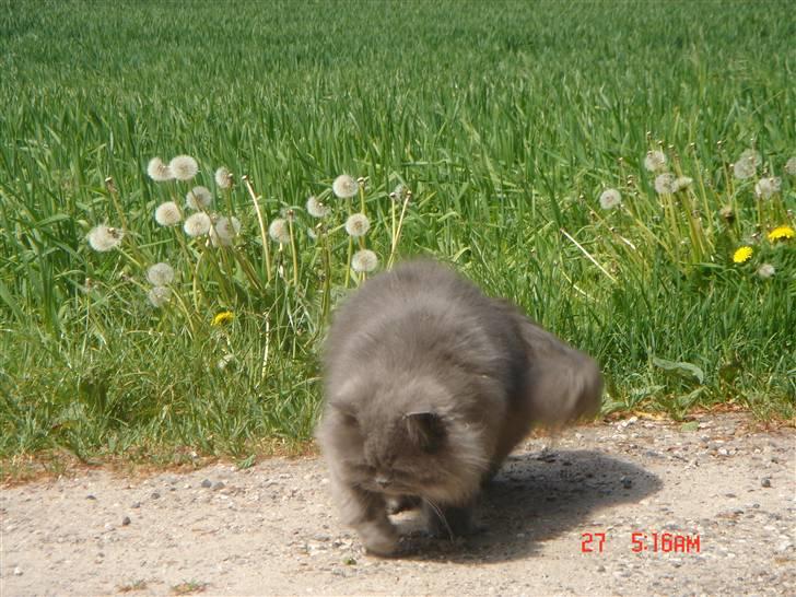 Perser monz billede 14