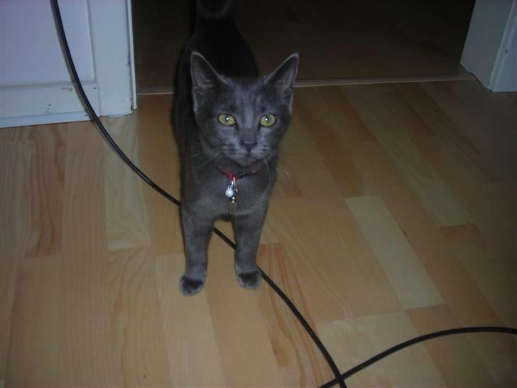 Huskat Mi  billede 2