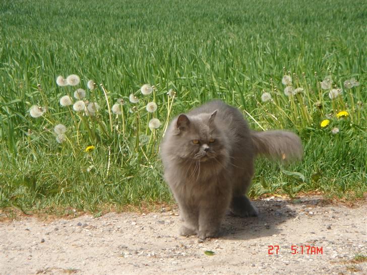 Perser monz billede 15