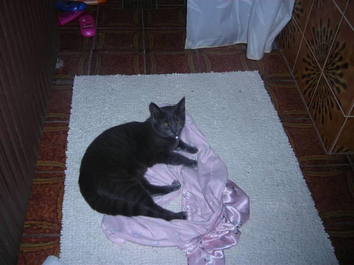 Huskat Mi  - Varmt gulv dejligt.<3 billede 3