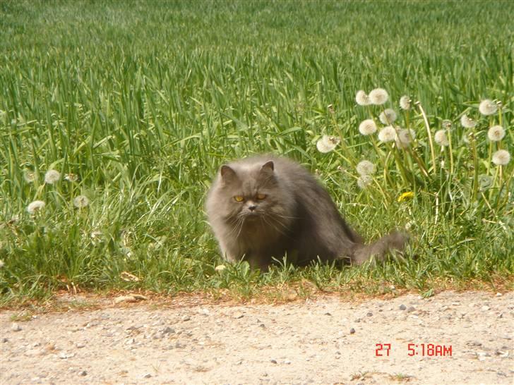 Perser monz billede 16