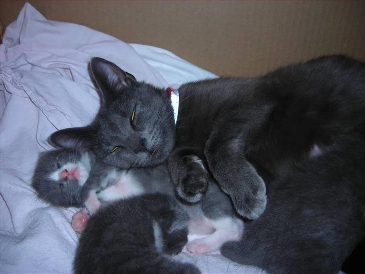 Huskat Mi  - Mi og alle killingerne..<3<3<3 billede 4