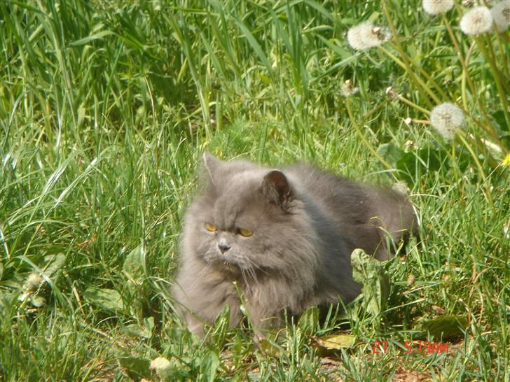 Perser monz billede 17