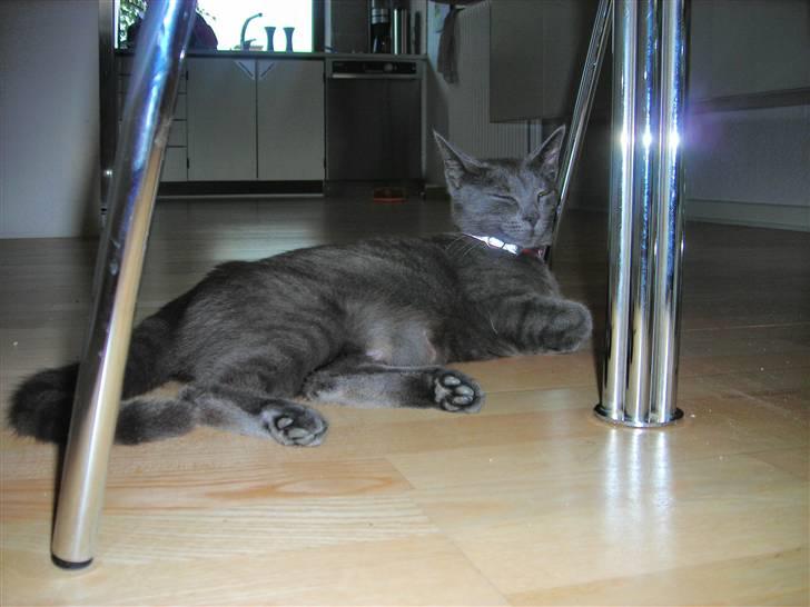 Huskat Mi  billede 6