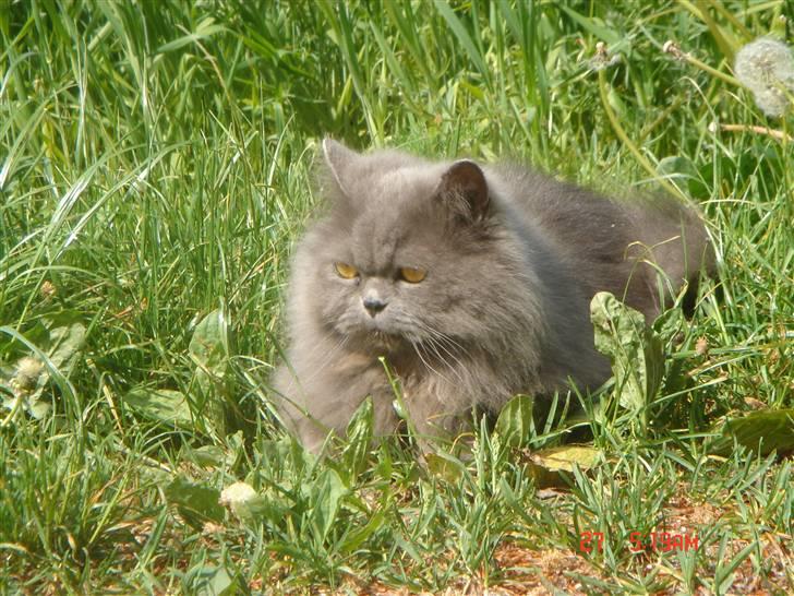 Perser monz billede 18