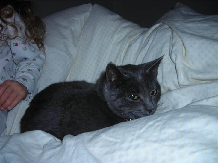 Huskat Mi  - Mille mussen.  billede 8