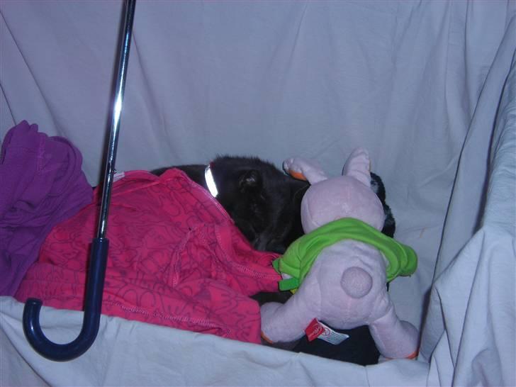 Huskat Mi  - Mi som hygger..<3 billede 9