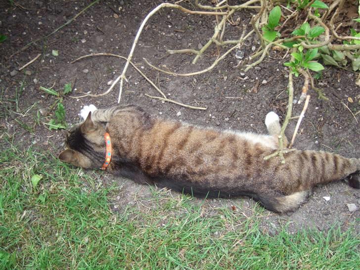 Blanding af racer miw billede 7