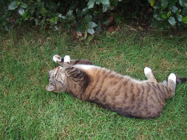 Blanding af racer miw billede 8