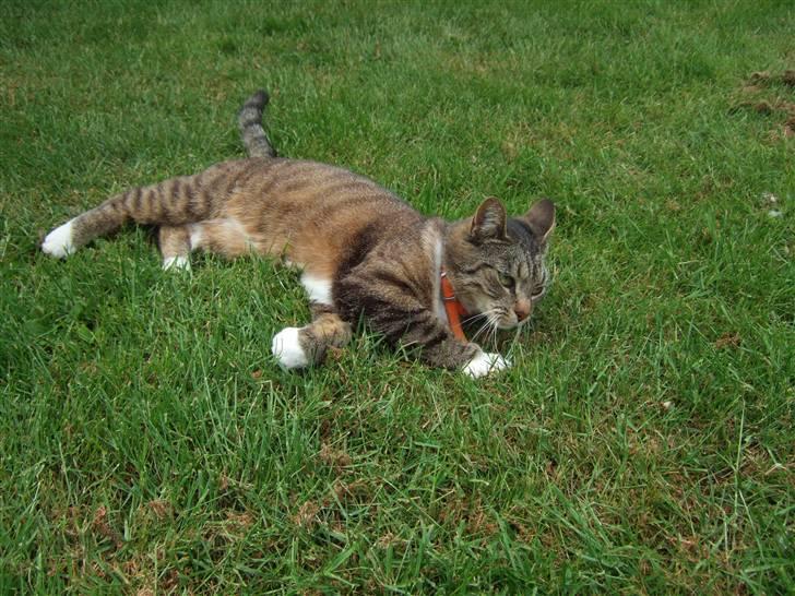 Blanding af racer miw billede 9