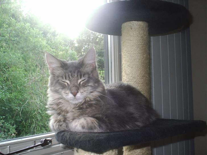 Maine Coon Corona aka Cassi billede 10