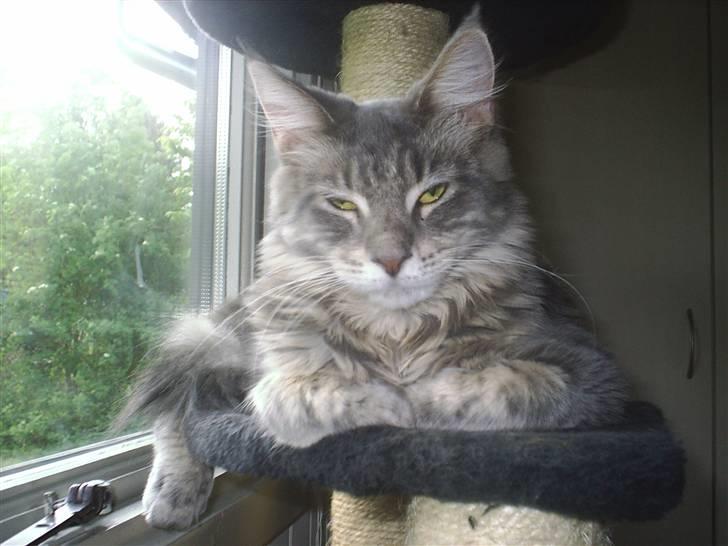 Maine Coon Corona aka Cassi billede 11