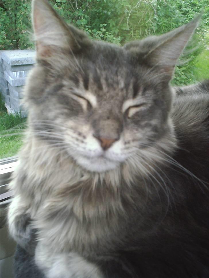 Maine Coon Corona aka Cassi billede 12