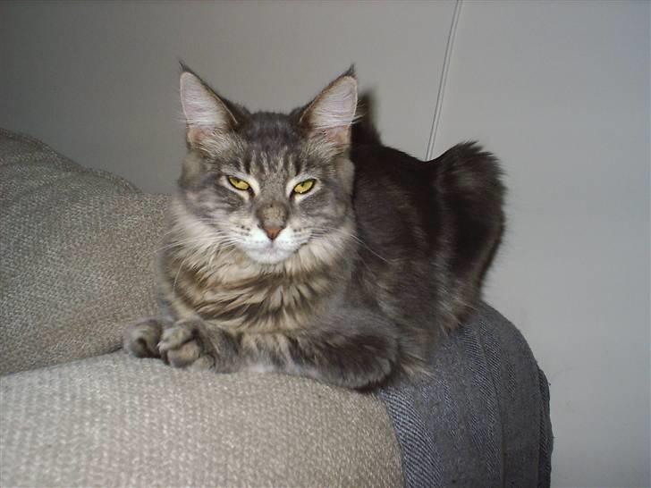 Maine Coon Corona aka Cassi billede 13