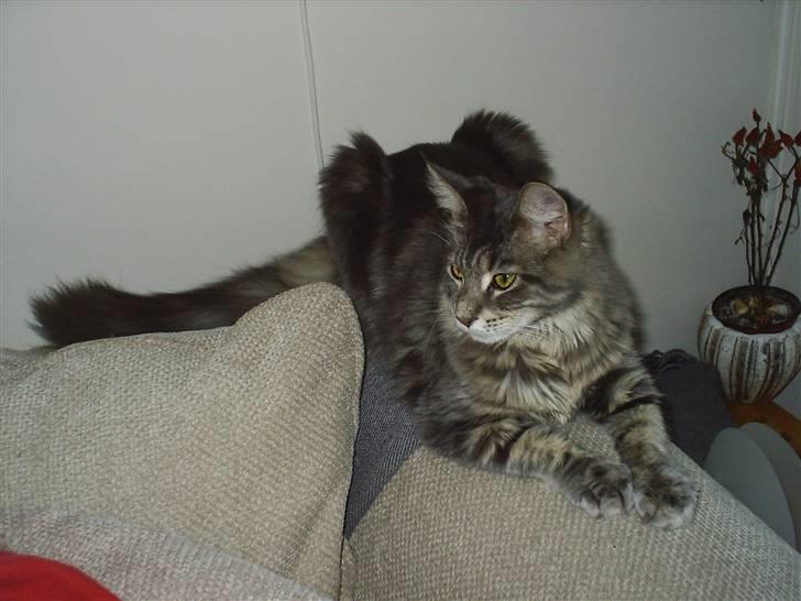 Maine Coon Corona aka Cassi billede 14