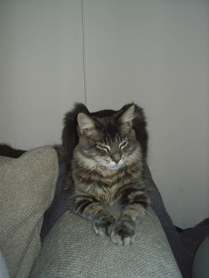 Maine Coon Corona aka Cassi billede 15