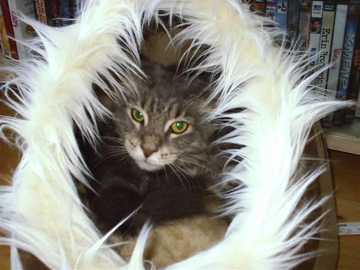 Maine Coon Corona aka Cassi billede 16