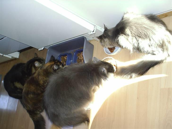 Maine Coon Corona aka Cassi - en sikker vinder for at samle kattene.... dåsemad *gg* billede 17