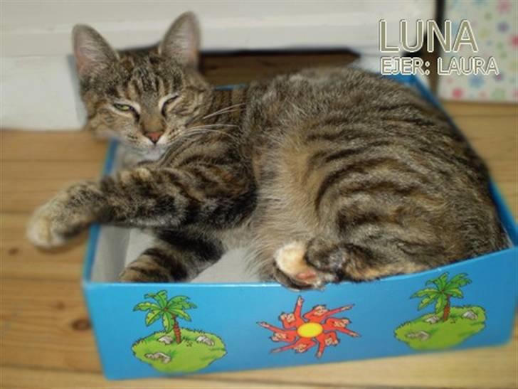 Huskat Luna - ...er bange for jeg ejer verdens mærkeligste kat, her er hun i en spillekasse:)) billede 1