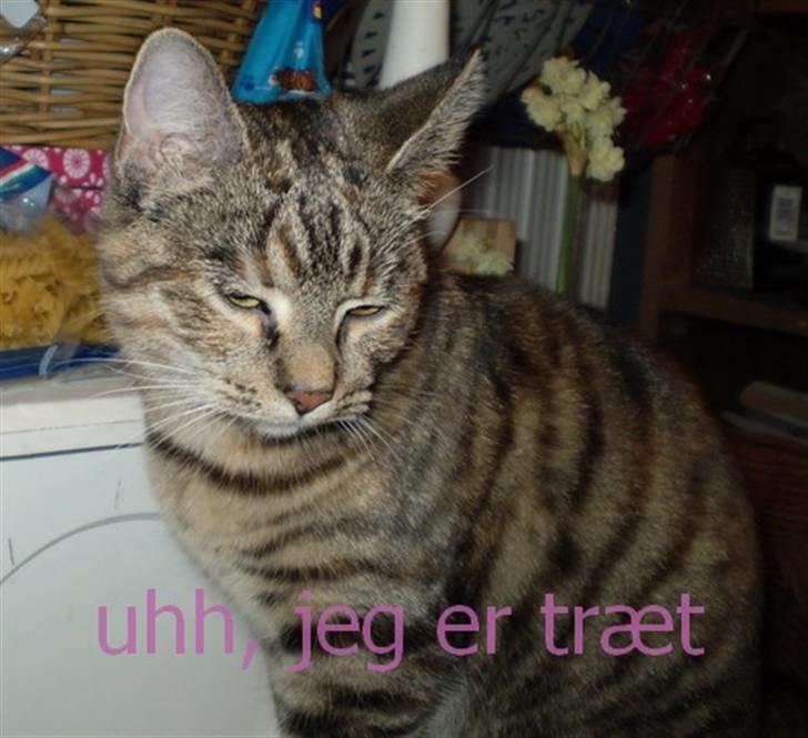 Huskat Luna - uhhh, jeg er så træt (juleaften 2007) billede 2