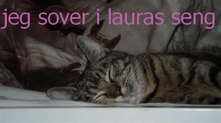 Huskat Luna - jeg sover i lauras seng:D billede 3