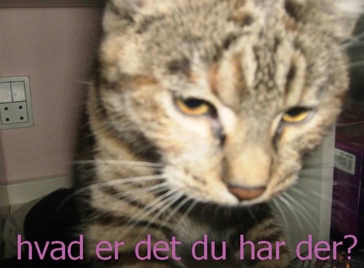 Huskat Luna - hvad er det for noget spændende? billede 4
