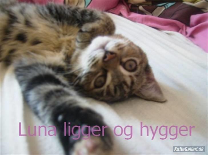 Huskat Luna - uuhh slaap af;) billede 5