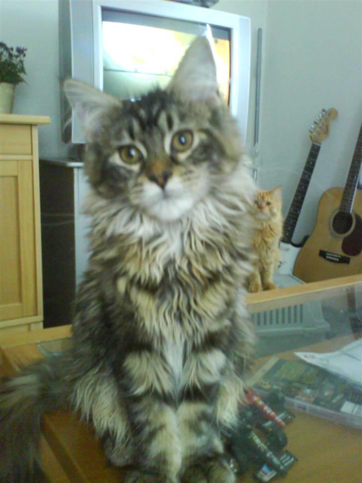 Maine Coon Alma billede 9