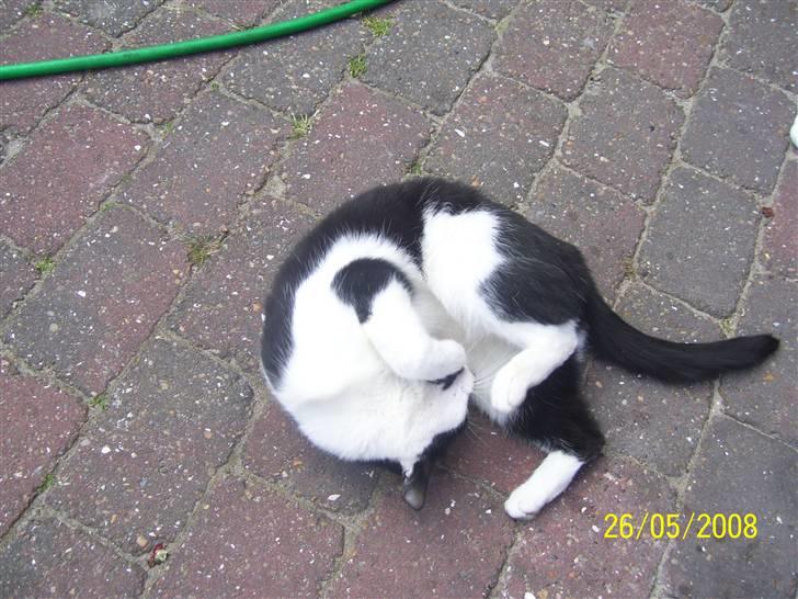 Huskat Ozcar - R.I.P - ~1~ billede 1